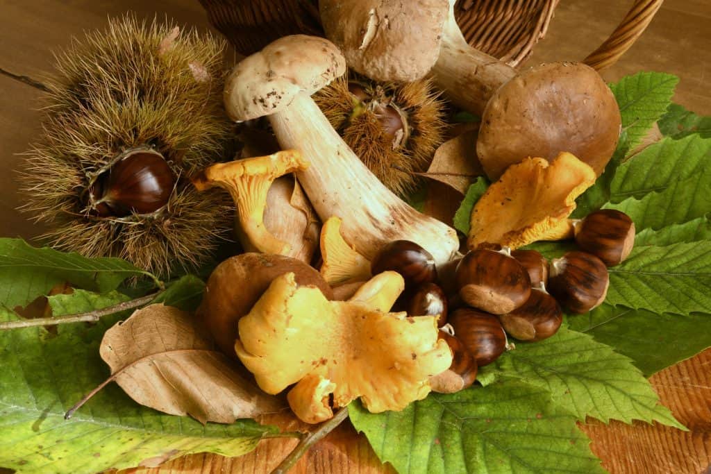 Evo koliko kestena, gljiva i ostalih šumskih plodova smijete ubrati. Hrvatske šume objavile jasna pravila za sve. Čuvajte se kazni.