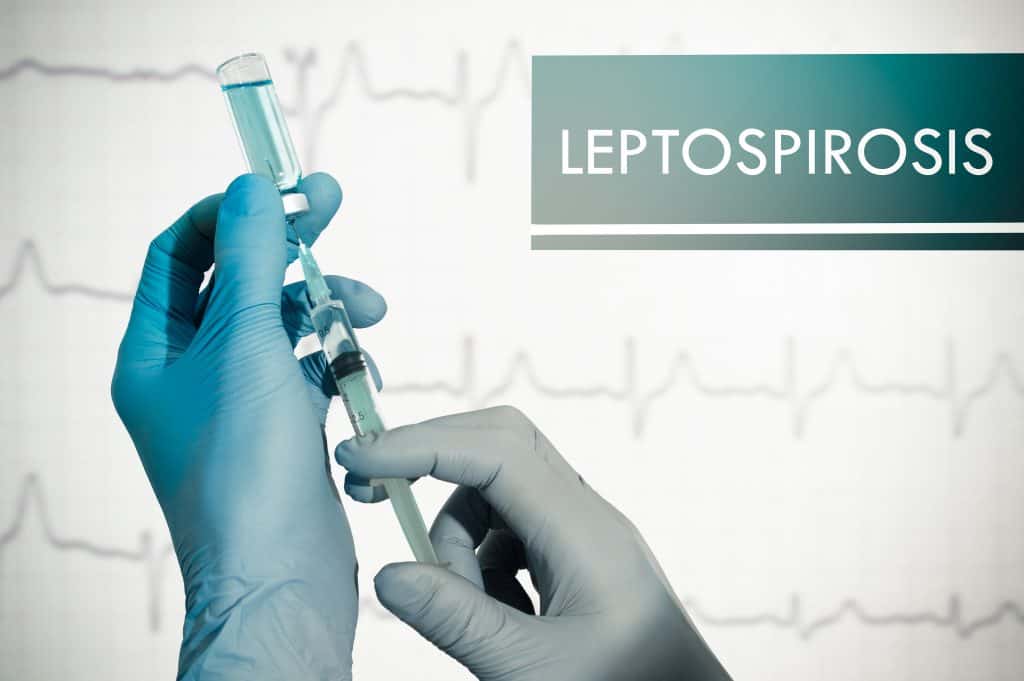Leptospiroze - uzrok, simptomi, liječenje