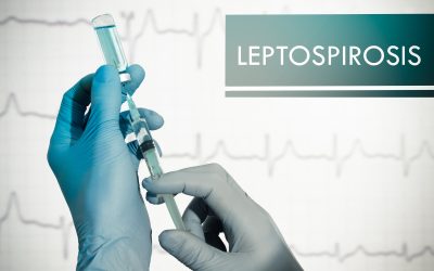 Leptospiroze – uzrok, simptomi, liječenje