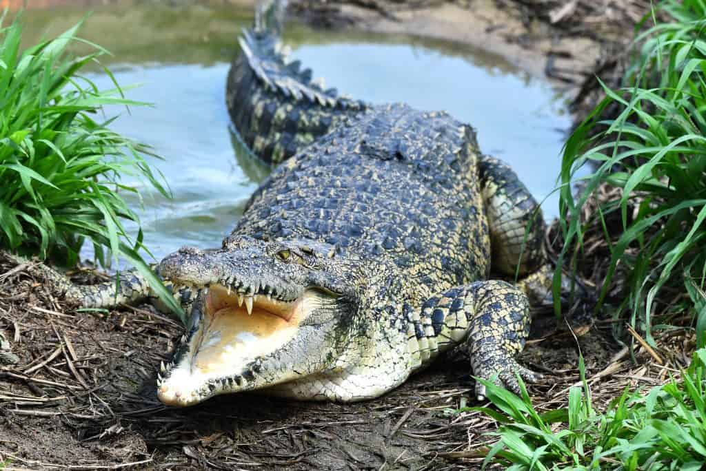 Napao me krokodil - nije šala! Reportaža iz berlinskog Zoo vrta.