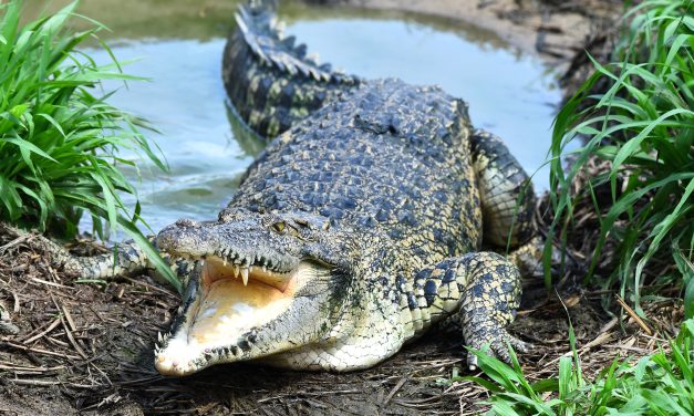Napao me krokodil – nije šala! Reportaža iz berlinskog Zoo vrta.