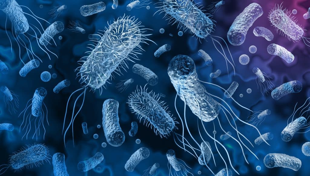 Što su bakterije