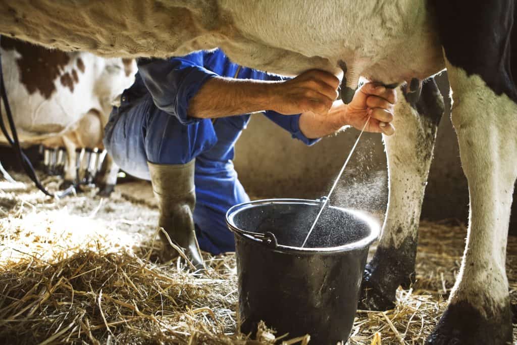 Kako se dobiva mlijeko