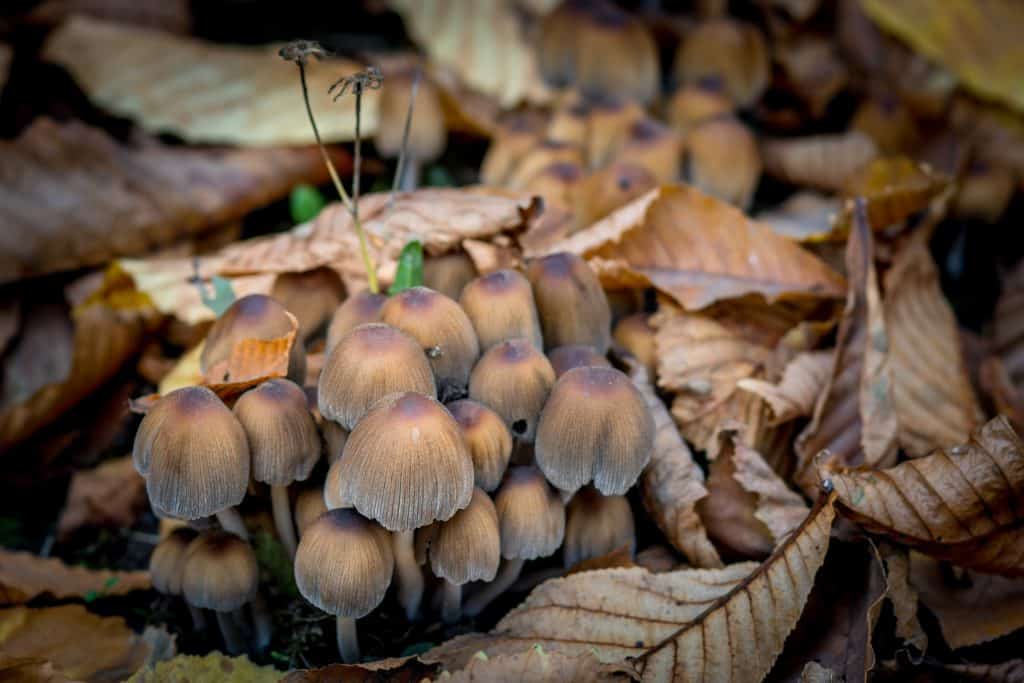 Kako se gljive razmnožavaju