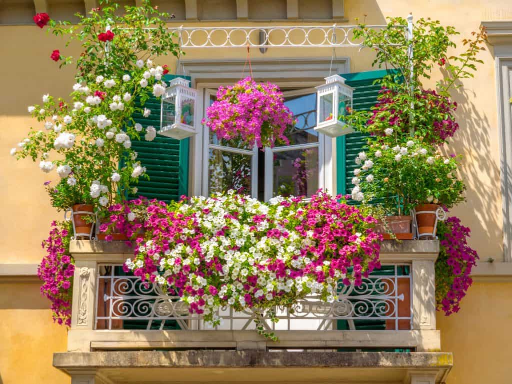 Ovo prekrasno balkonsko cvijeće svima uspijeva. Cvijeta od proljeća do jeseni, a otporno je na sve.