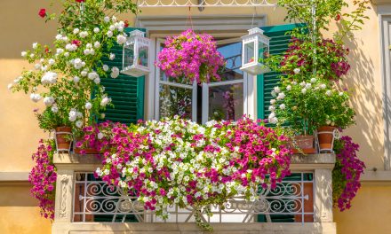 Ovo prekrasno balkonsko cvijeće svima uspijeva. Cvijeta od proljeća do jeseni, a otporno je na sve.