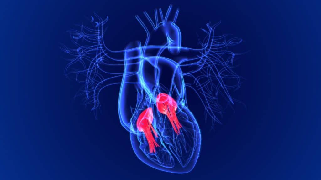 Što su srčani zalisci