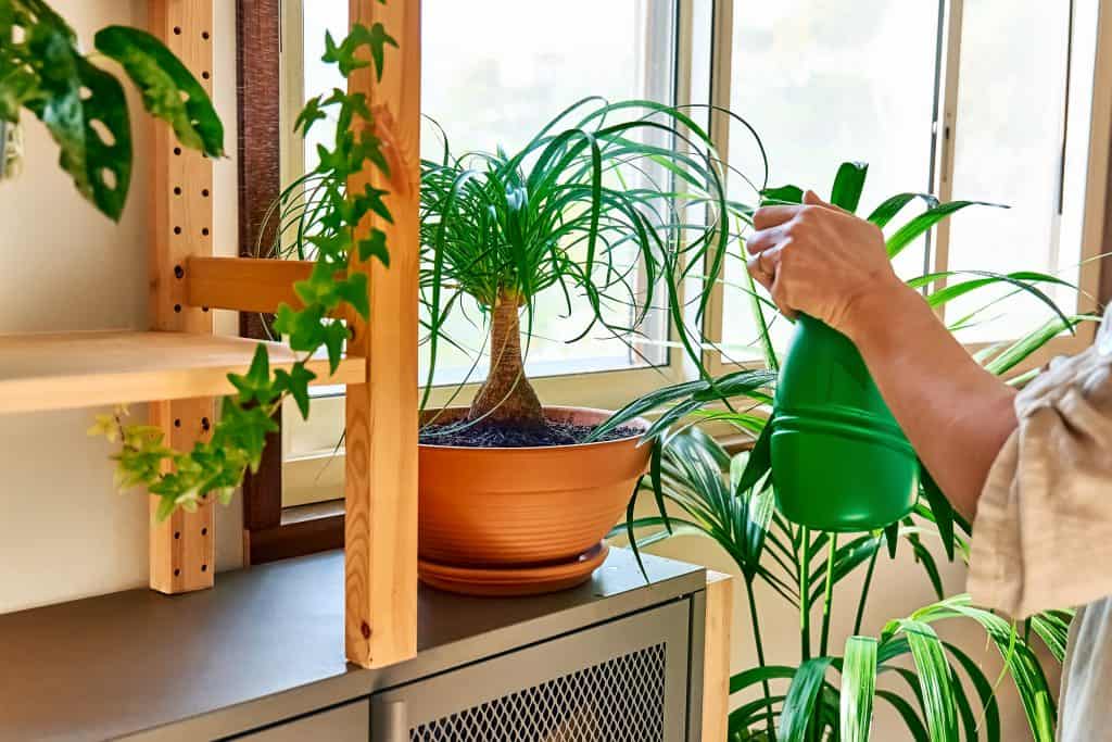 Kako dati biljkama dosta vode ako vas nema doma