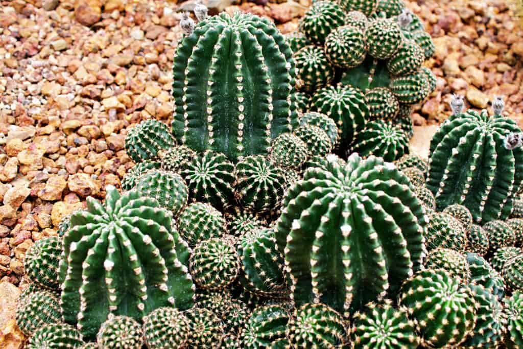 Kako kaktus živi bez vode