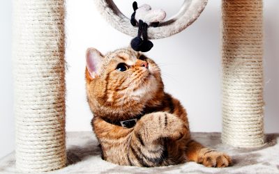Kako napraviti grebalicu za vašeg mačića