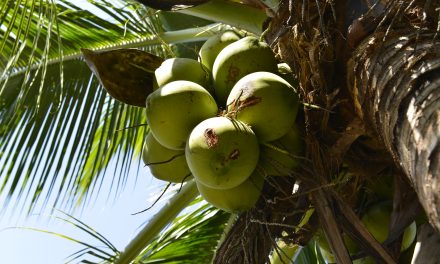 Kako raste kokos