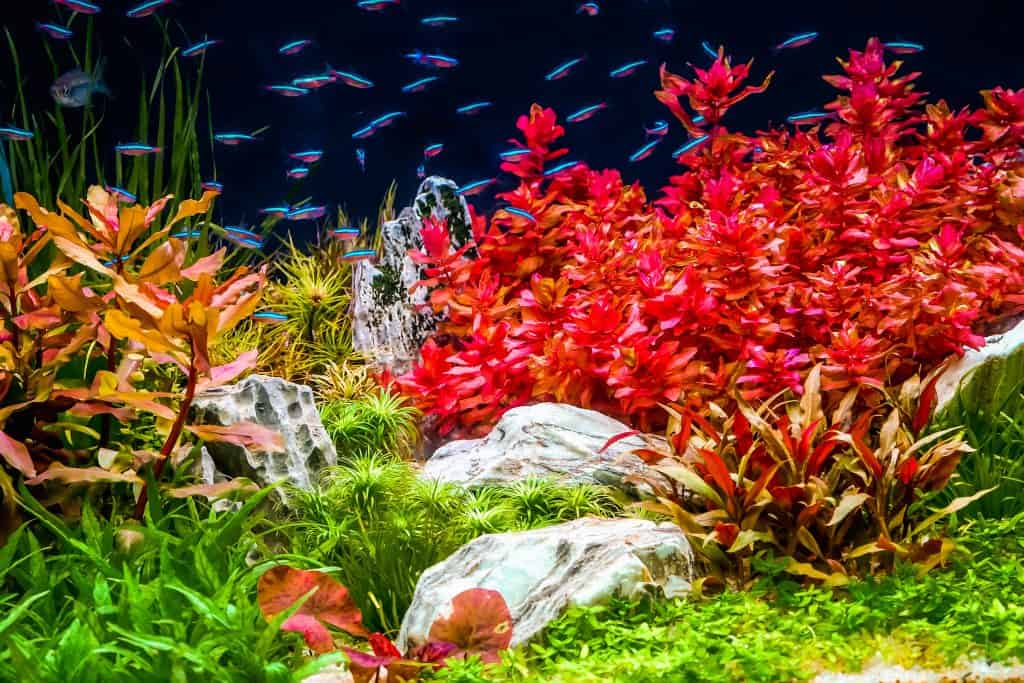 Kako saditi biljke u akvariju