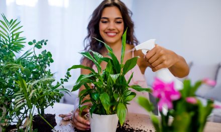 Kako se brinuti o kućnim biljkama