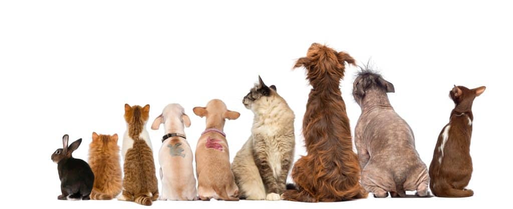 Kako su pojedine pasmine dobile ime