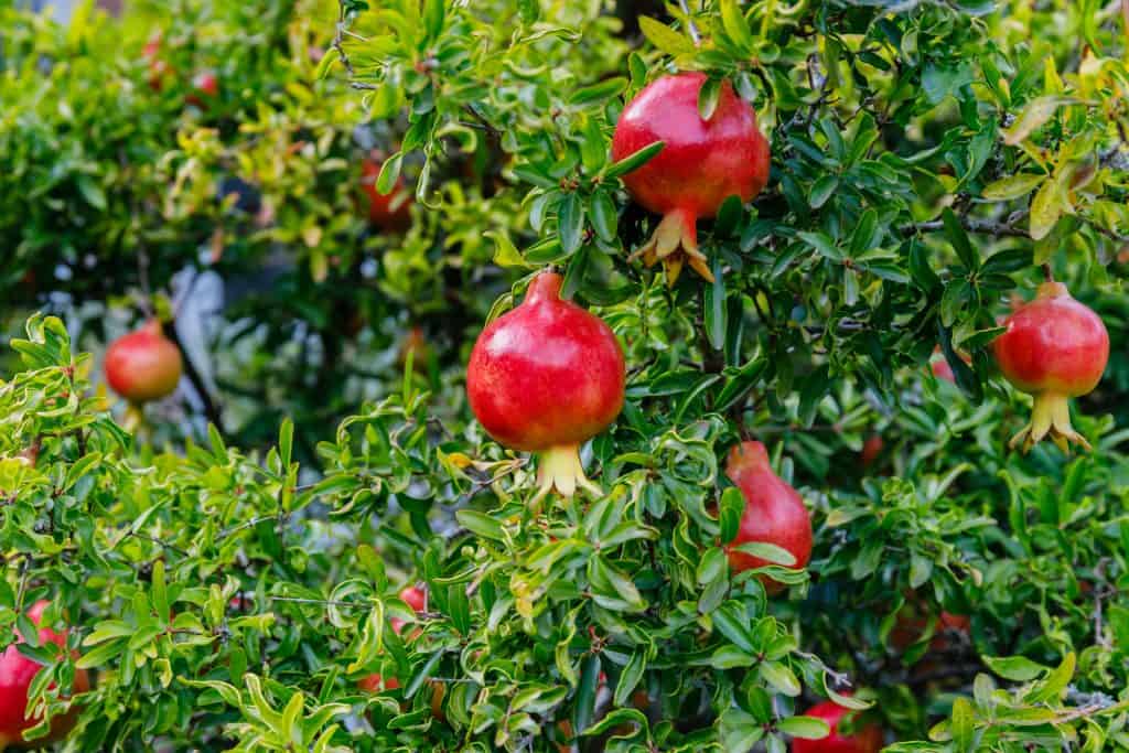 Kako uzgajati šipak