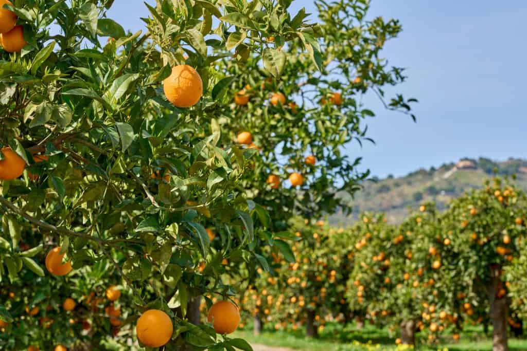 Kako zasaditi stablo naranče
