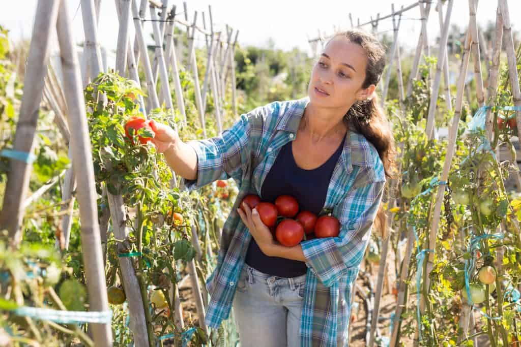 Kako uzgajati rajčice