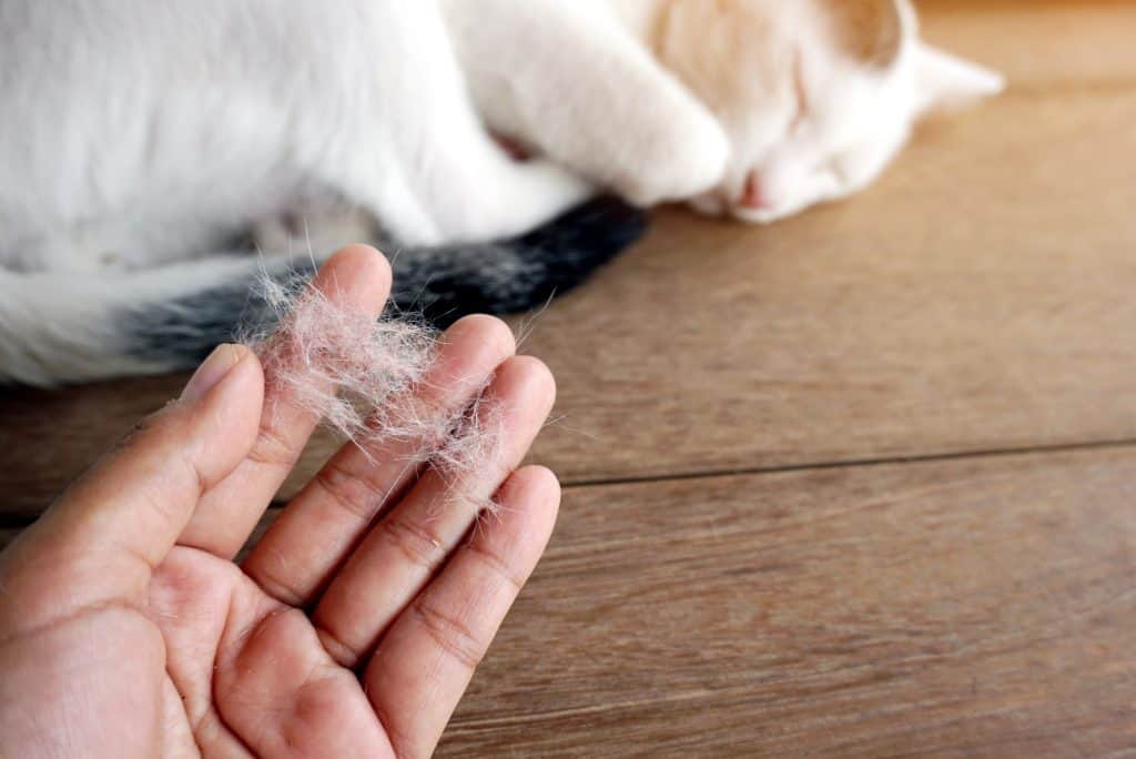 Alergija na mačju dlaku - Kako se nositi s alergijom na mačke