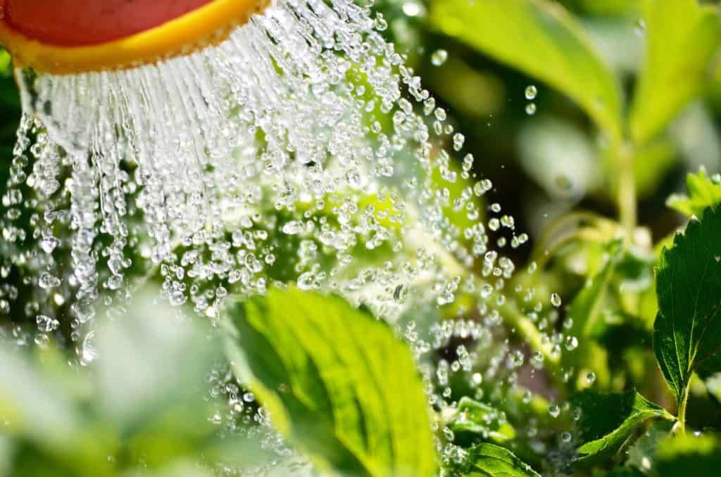 Kako biljke uzimaju vodu