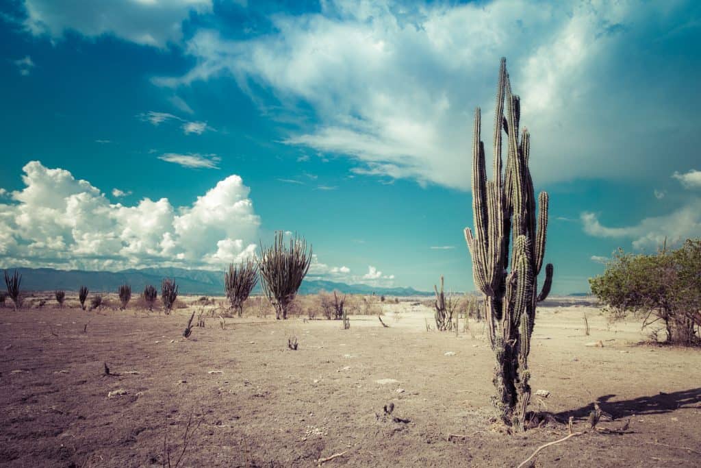 Kako kaktusi žive bez vode