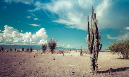 Kako kaktusi žive bez vode