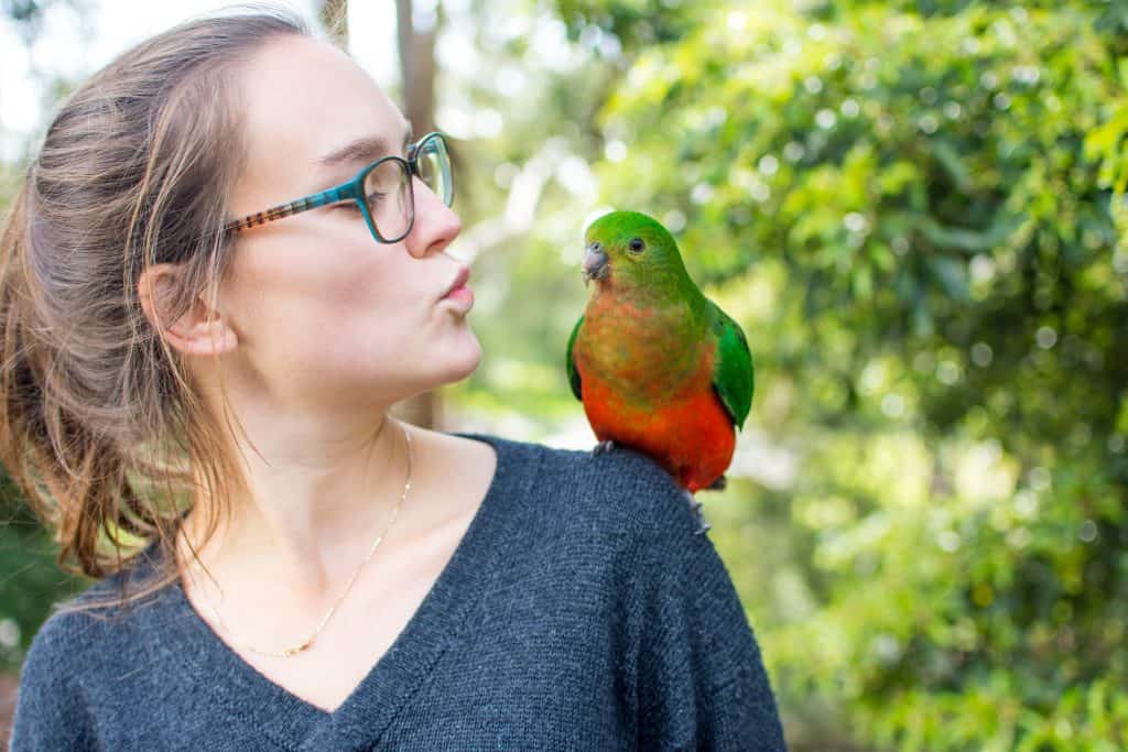 Kako papigu naučiti pričati