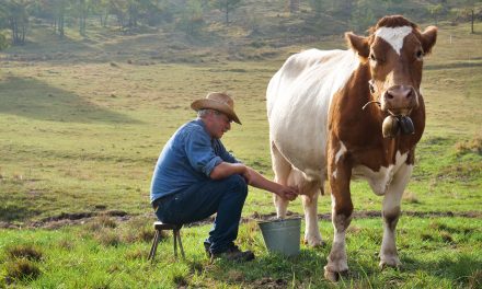 Kako se dobiva kravlje mlijeko