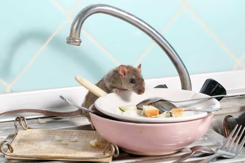 Kako se rješiti miševa