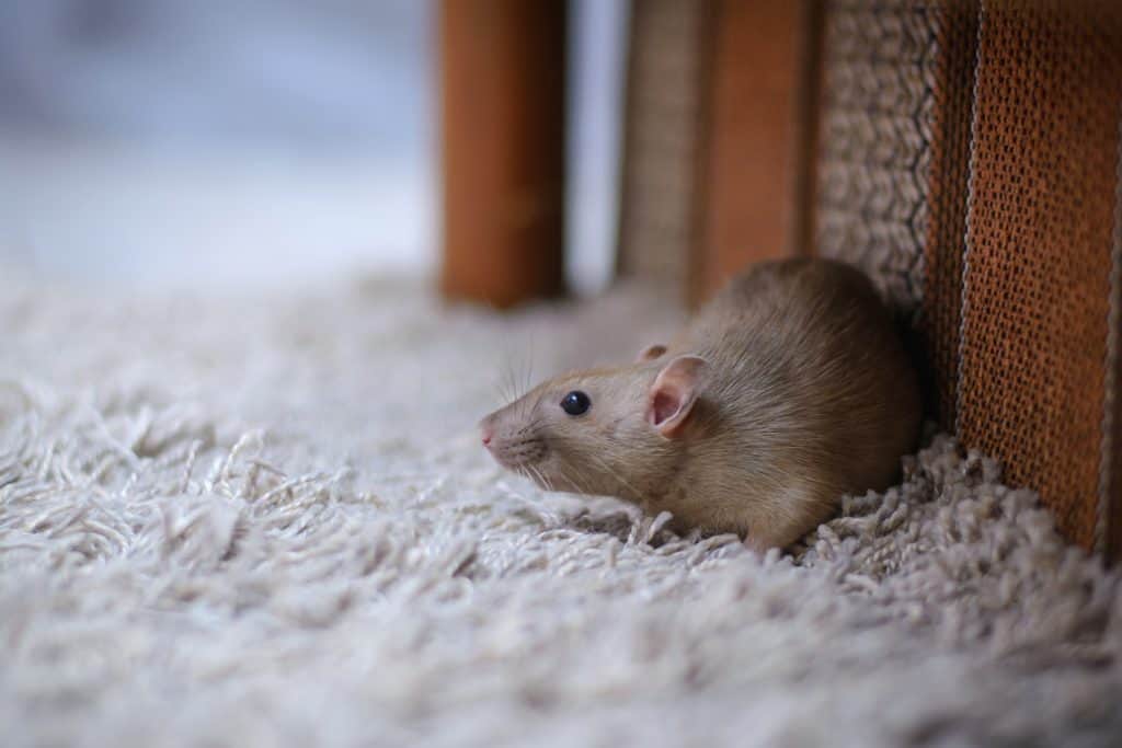Kako spriječiti miševe da uđu u kuću