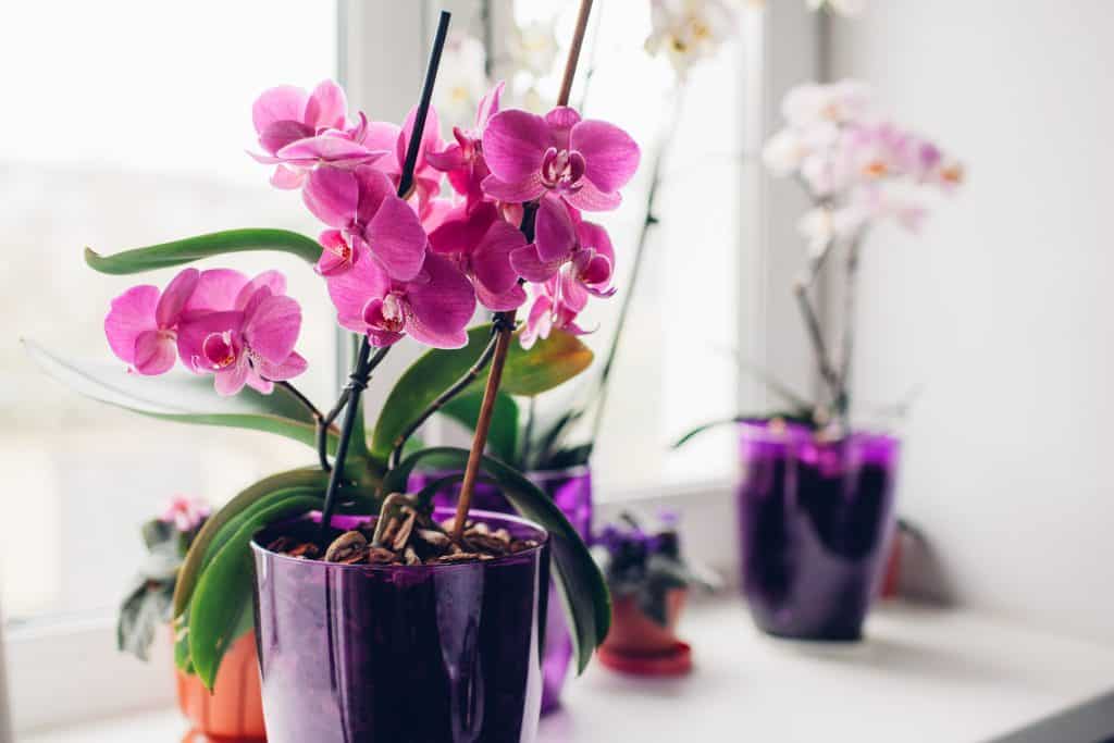 Kako uzgojiti orhideje - Uzgoj orhideja kao sobnih biljaka