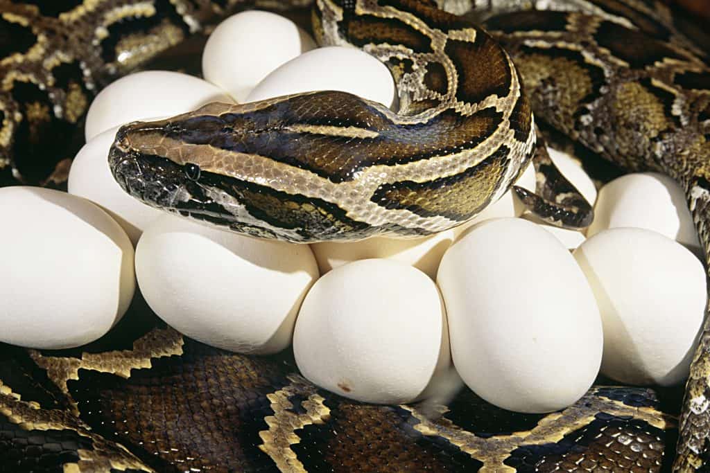 Kako zmije polažu jaja