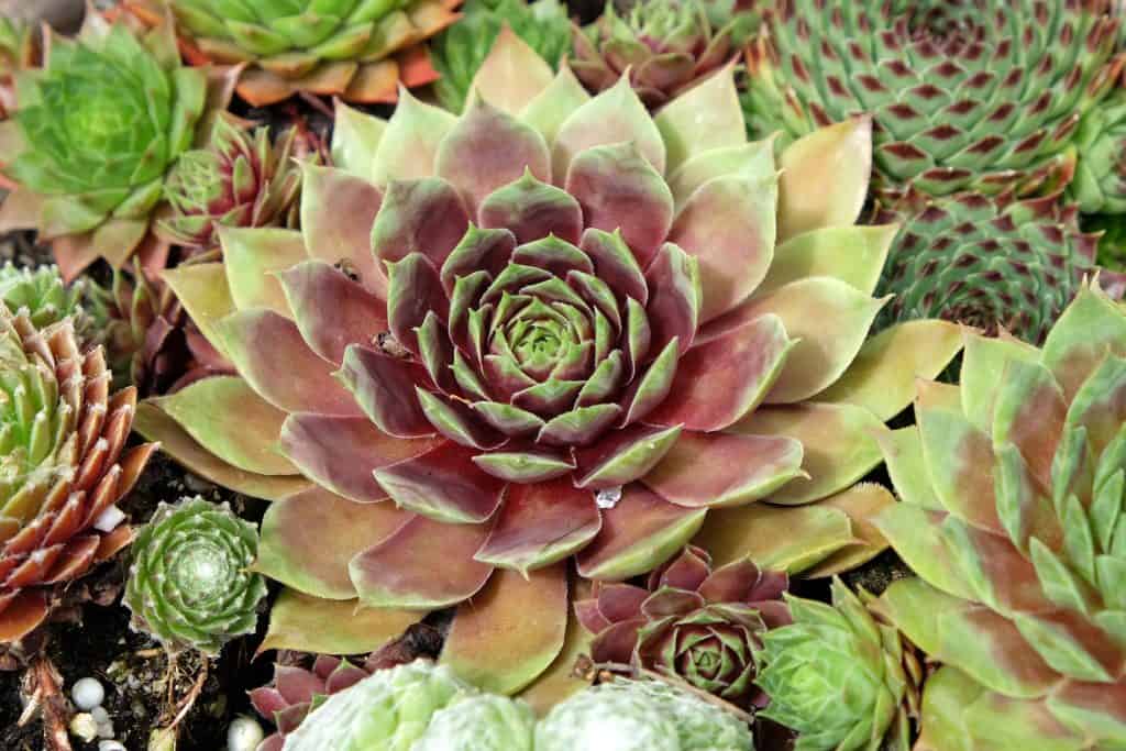 Čuvarkuća nuspojave