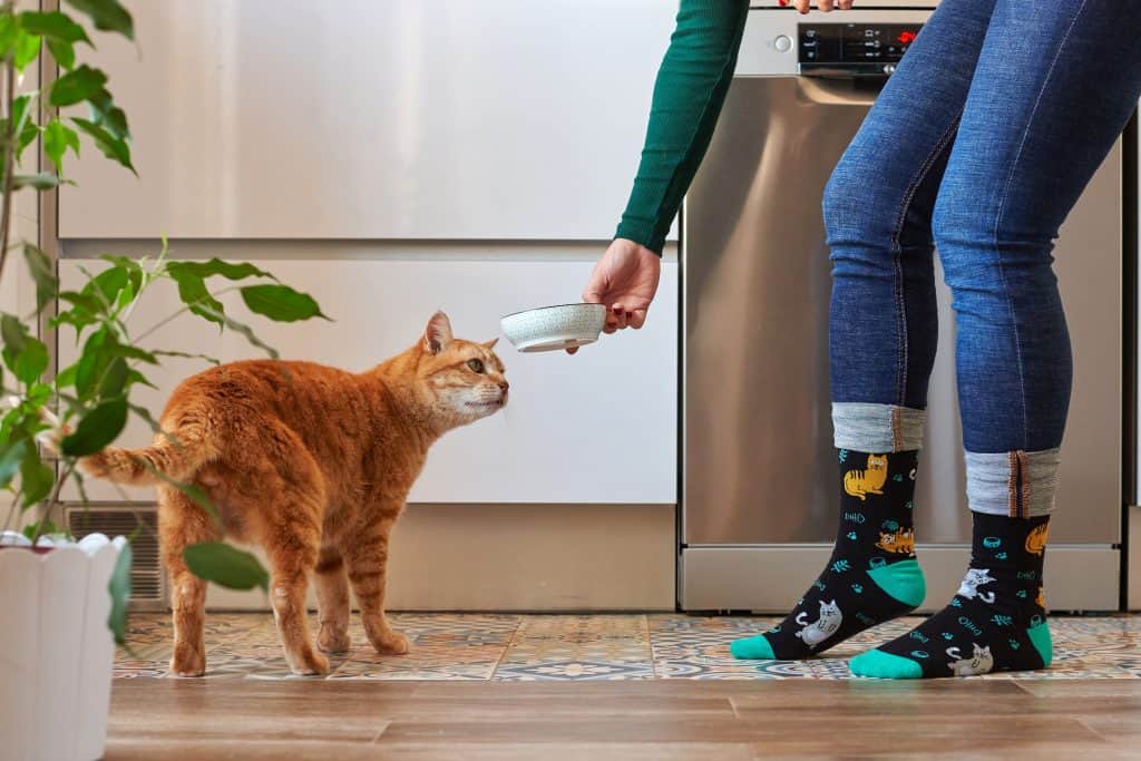 Kako hraniti mačku - Hrana za kućne ljubimce