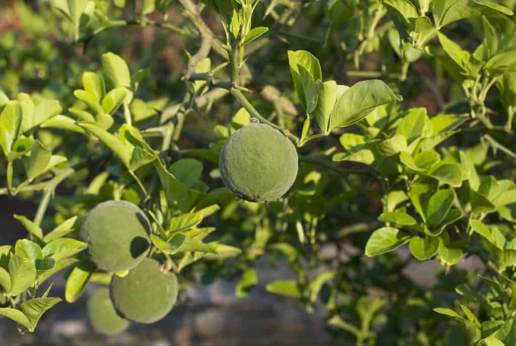 Zašto sibirski limun ne cvate