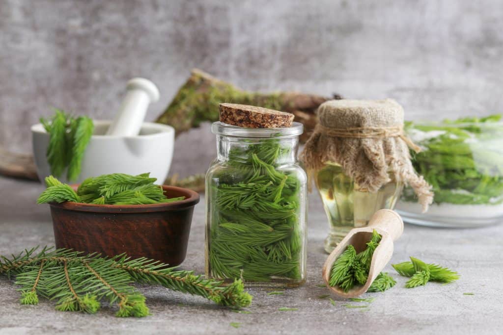 Kako napraviti sirup od borovih iglica