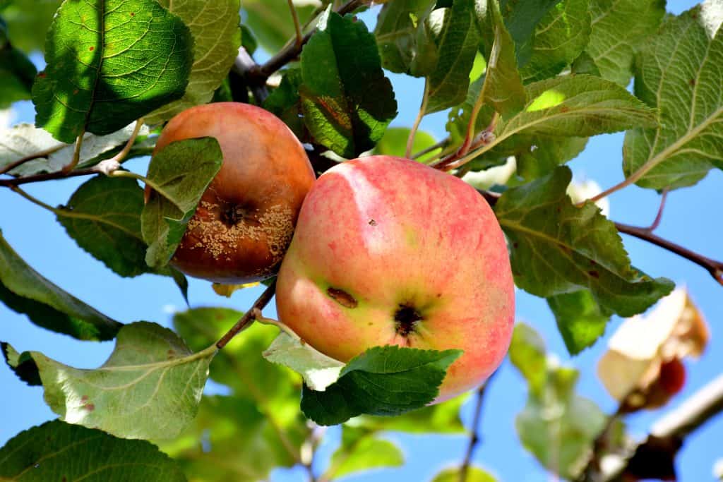 Kako spriječiti truljenje jabuka