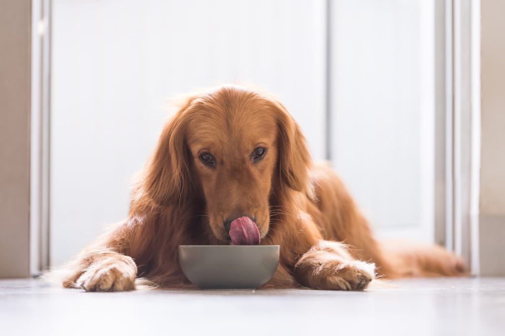 Što psi ne smiju jesti