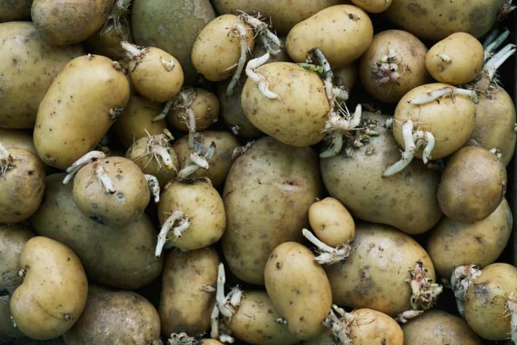Oprez – Ovakav krompir je nešto najnezdravije što možete pojesti, a evo kako ga trebate birati pri kupovini